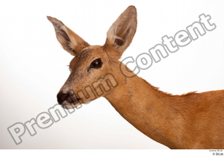 Deer Doe 2 head neck 0001.jpg